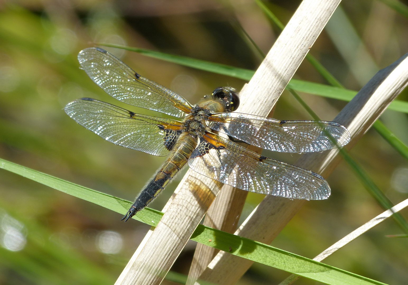 Flugakrobaten