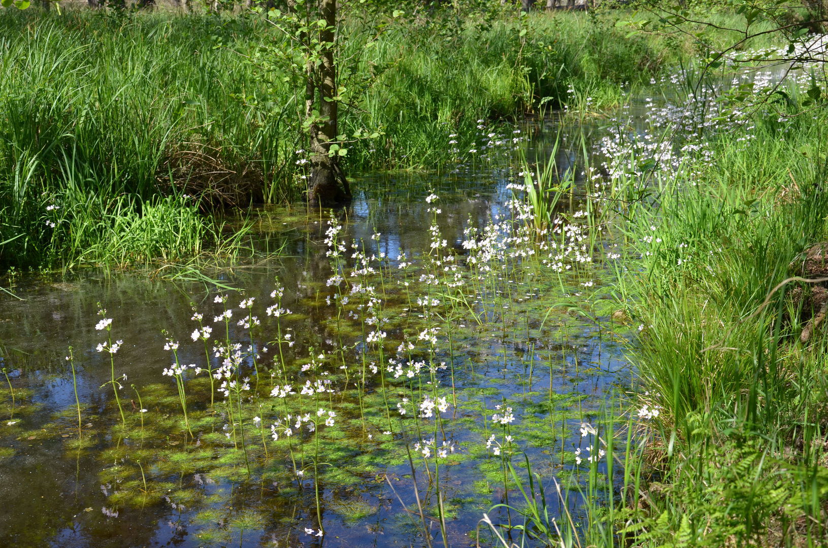 Wasserfeder/Wasserprimel (Hottonia palustris)