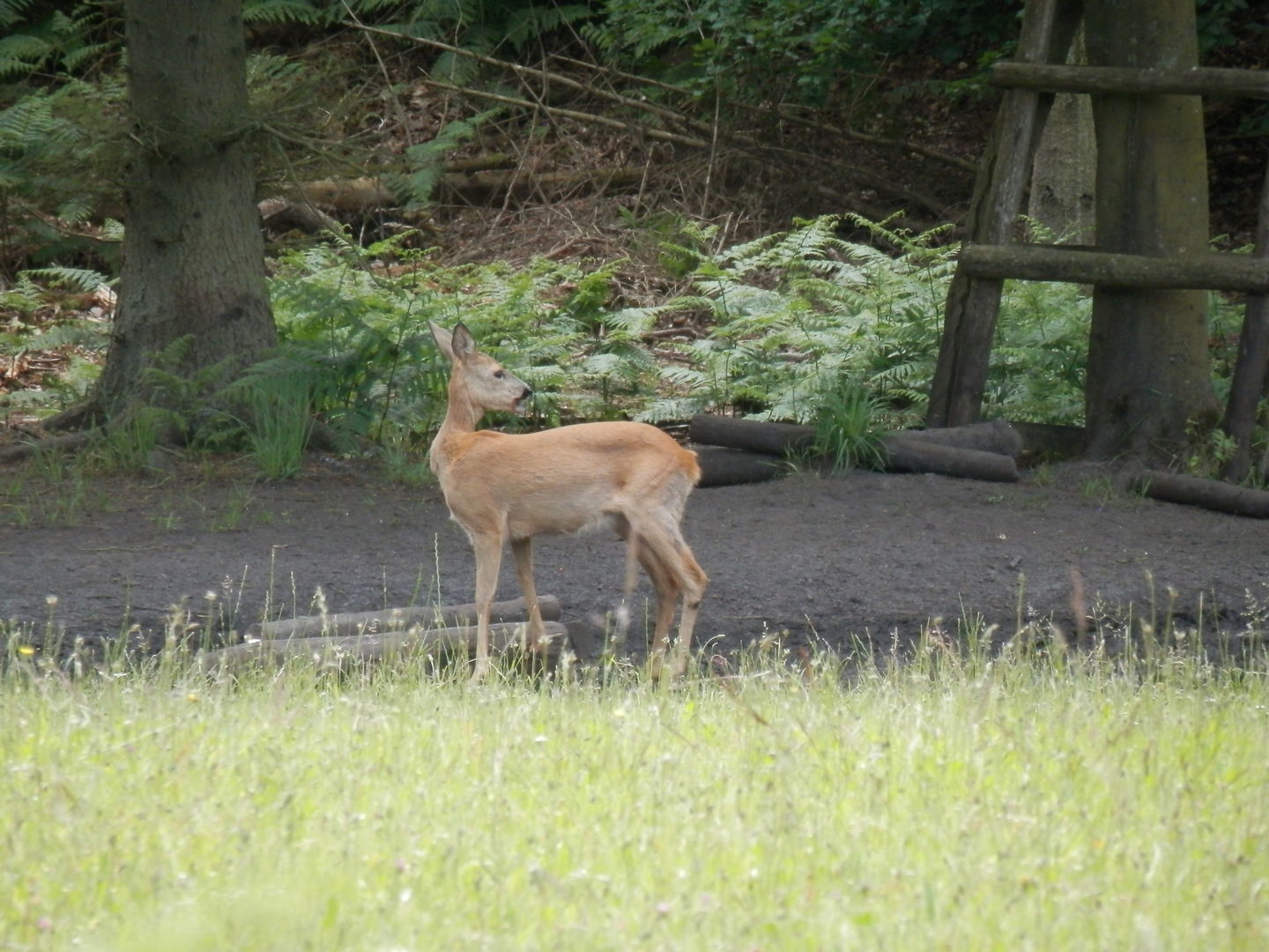 Tiere beobachten