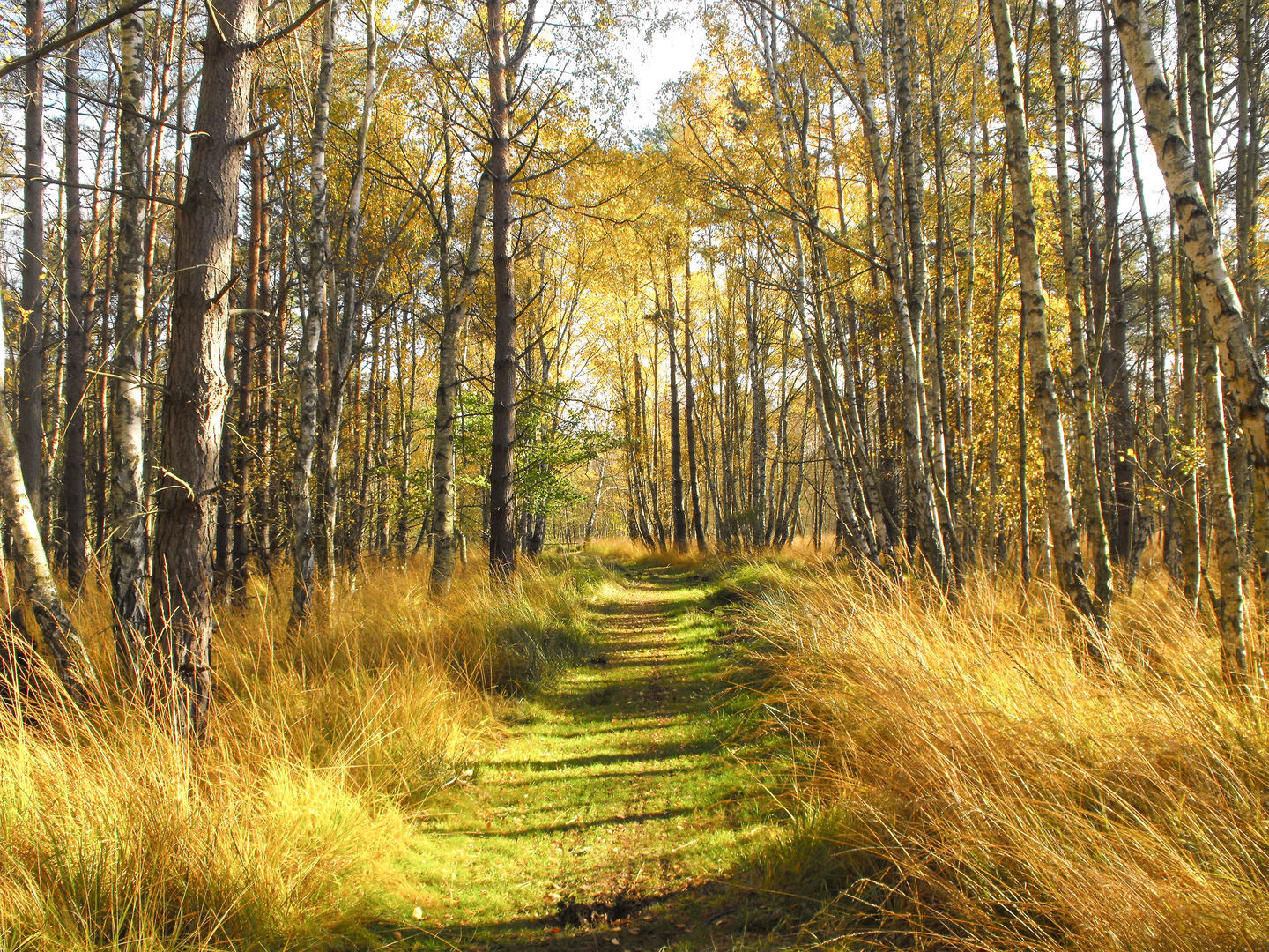 Herbstlicher Küstenwald