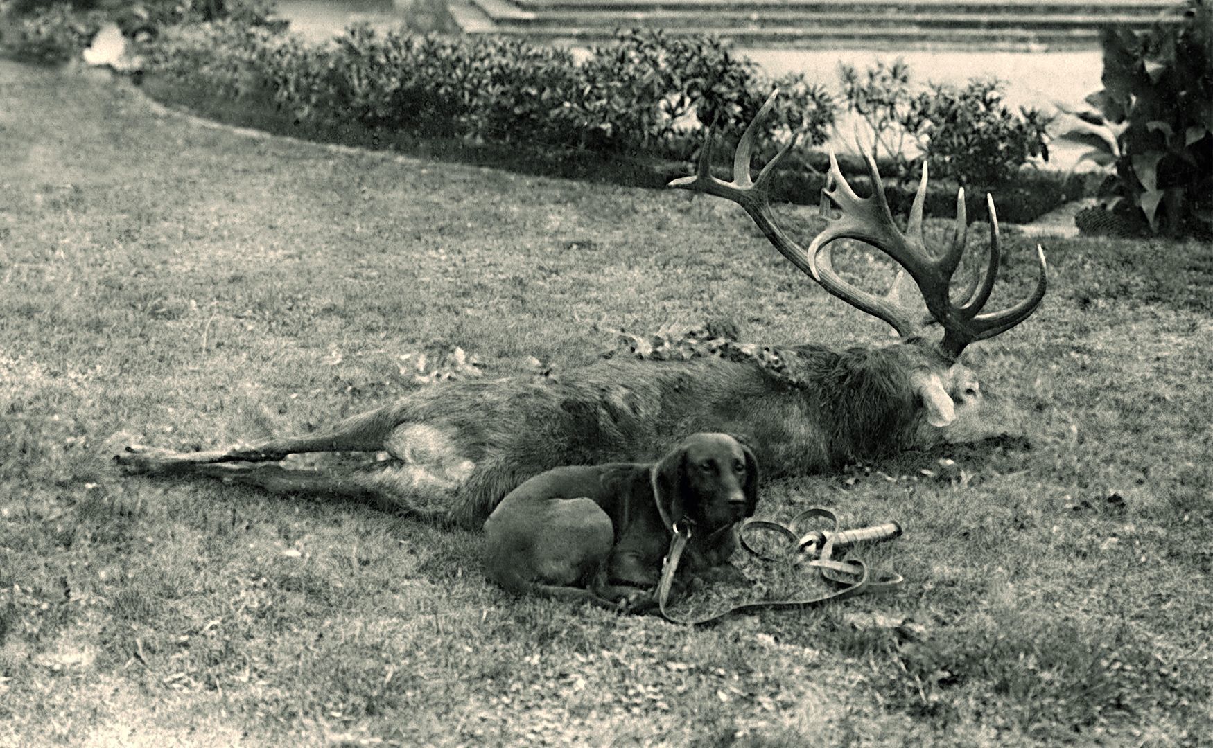 Einer der letzten Hirsche, den Großherzog Friedrich- Franz im September 1937 im Stadtforst Ribnitz erlegt hat