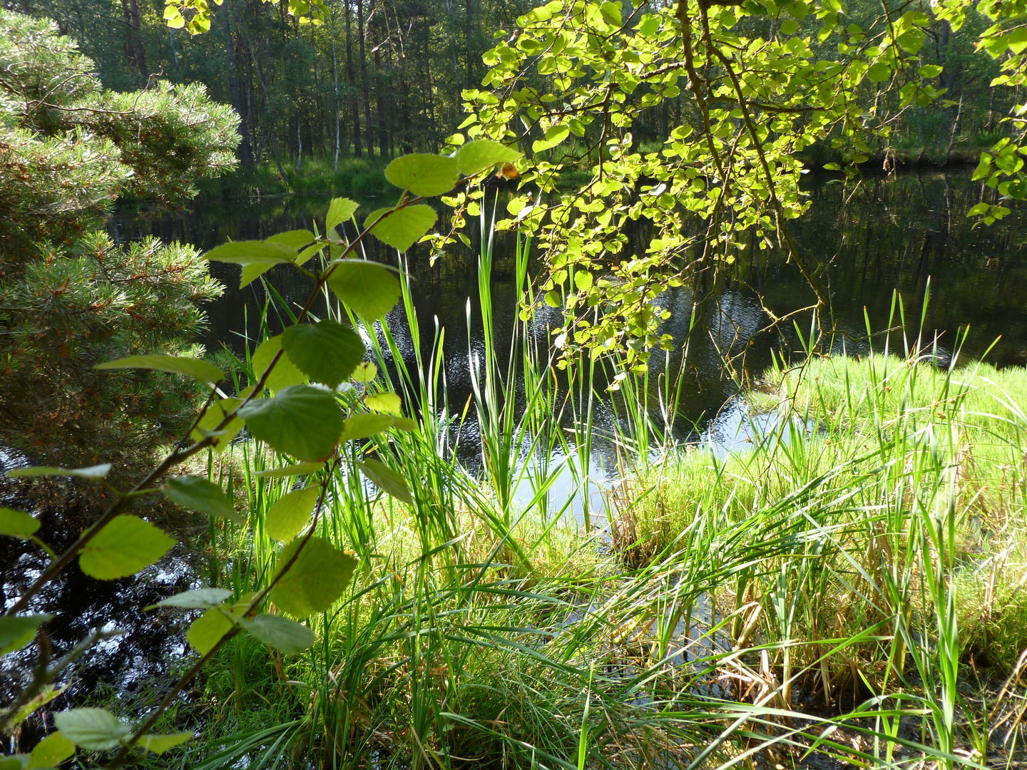 Zwischen festem Land und Wasser