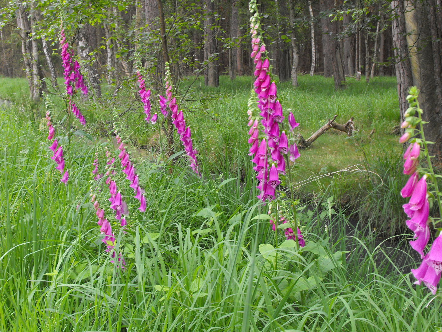 Radwanderung ab Graal-Müritz