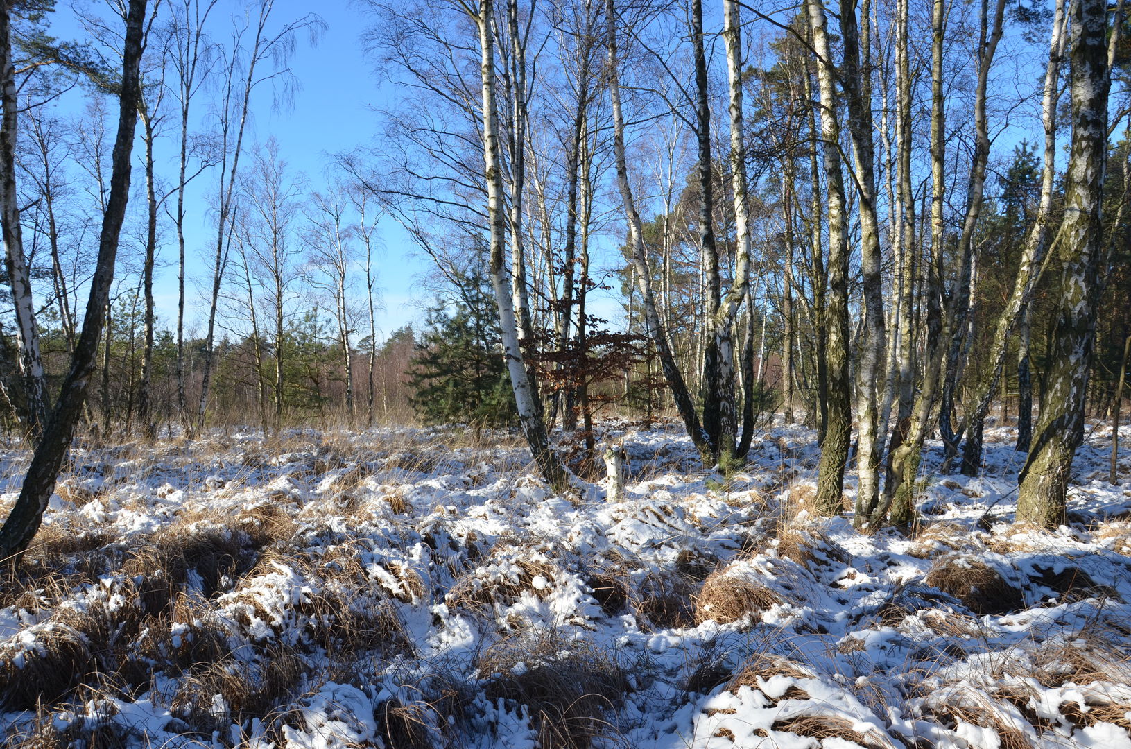 Spurensuche im Winterwald