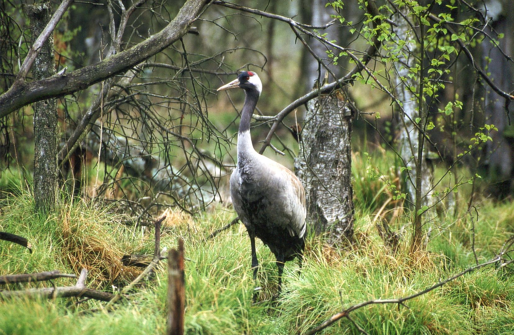 Frühlingserwachen