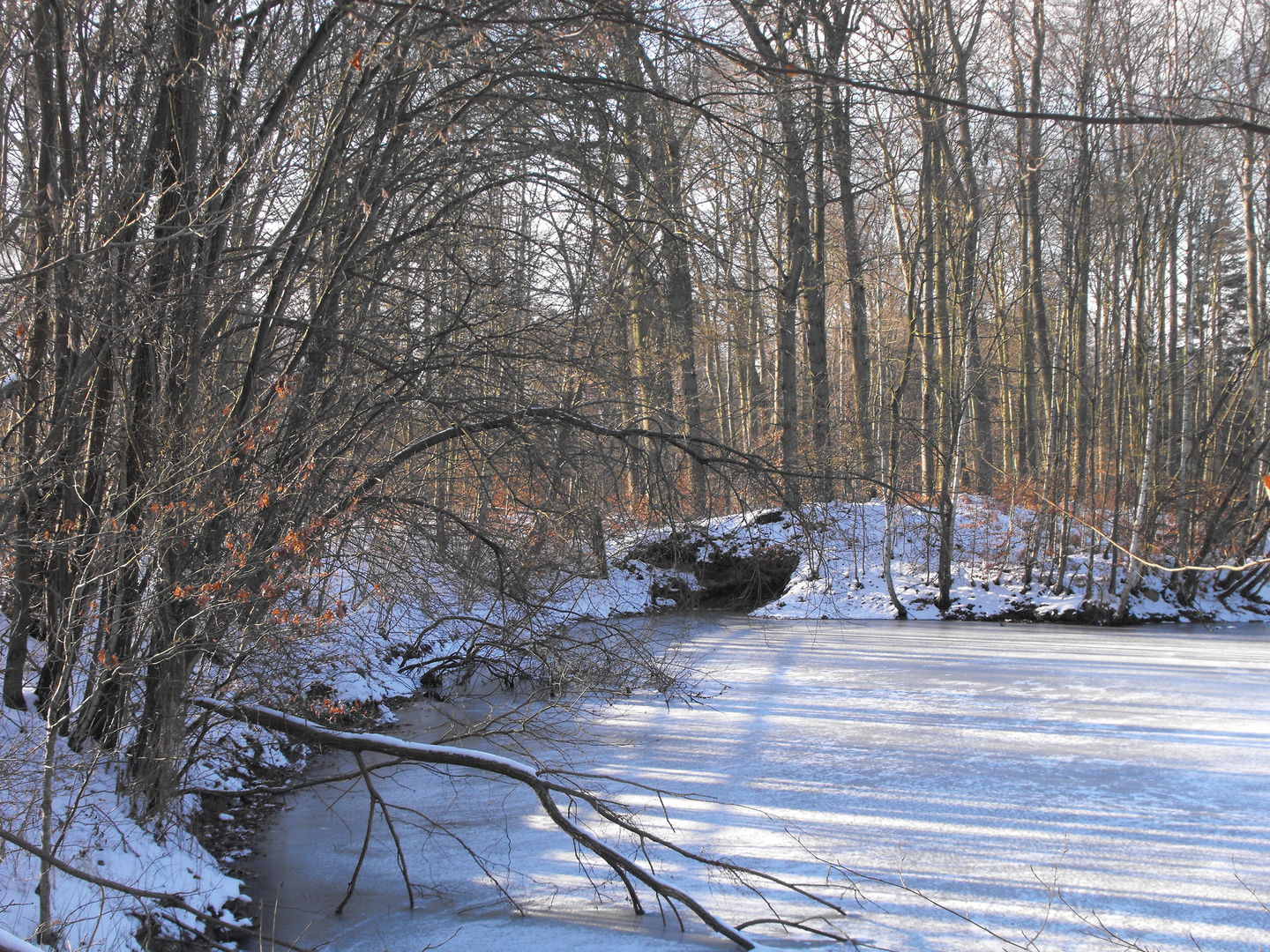 Lebensraum Wald