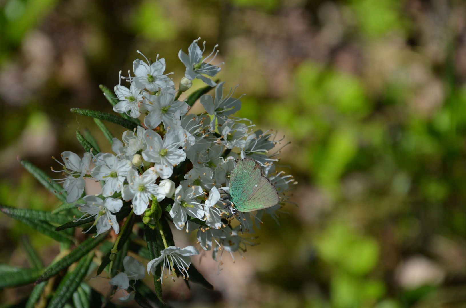 Geführte Wanderungen