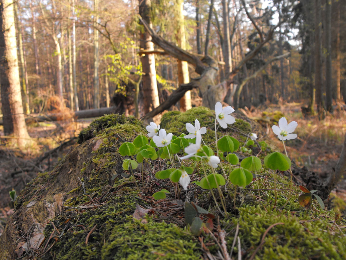 Geführte Wanderungen