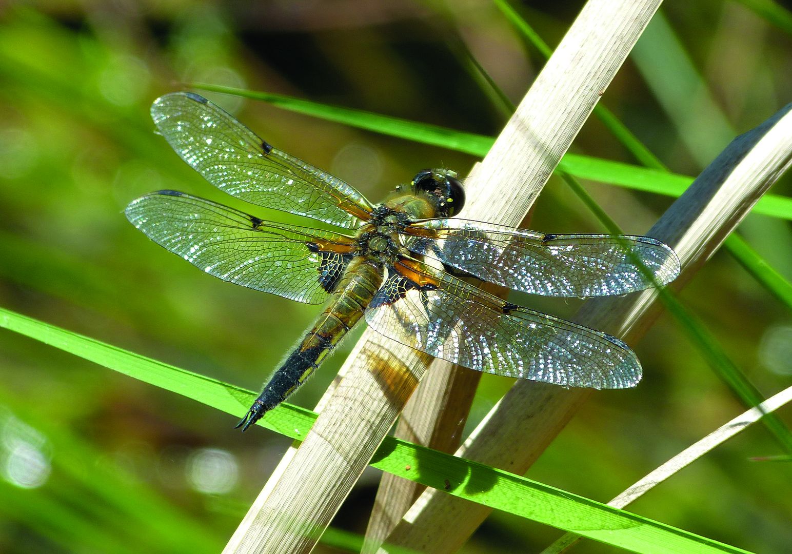 Infozentrum Wald und Moor