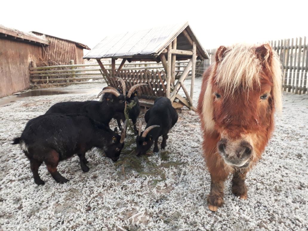 Pony Kasi zu Besuch bei den Ziegen