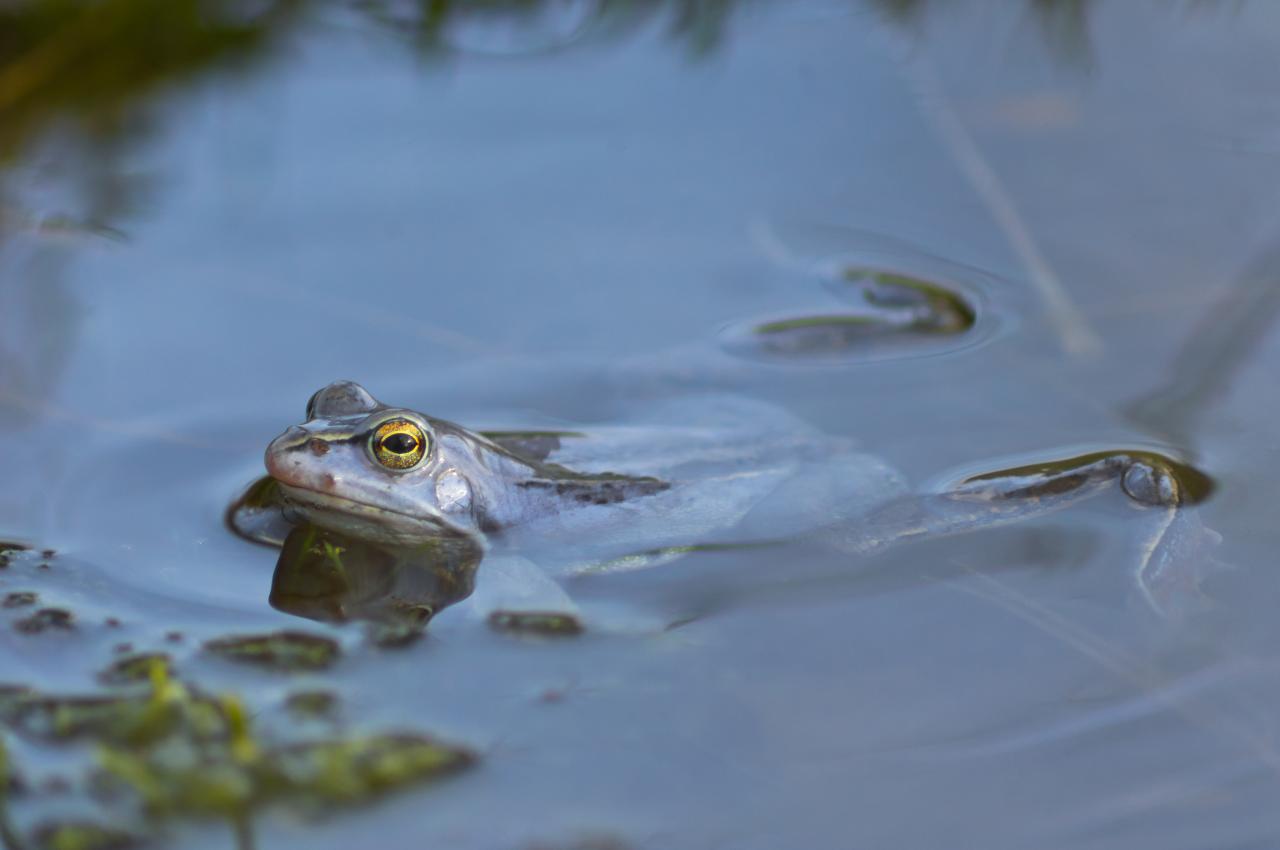  Moorfroschtour 