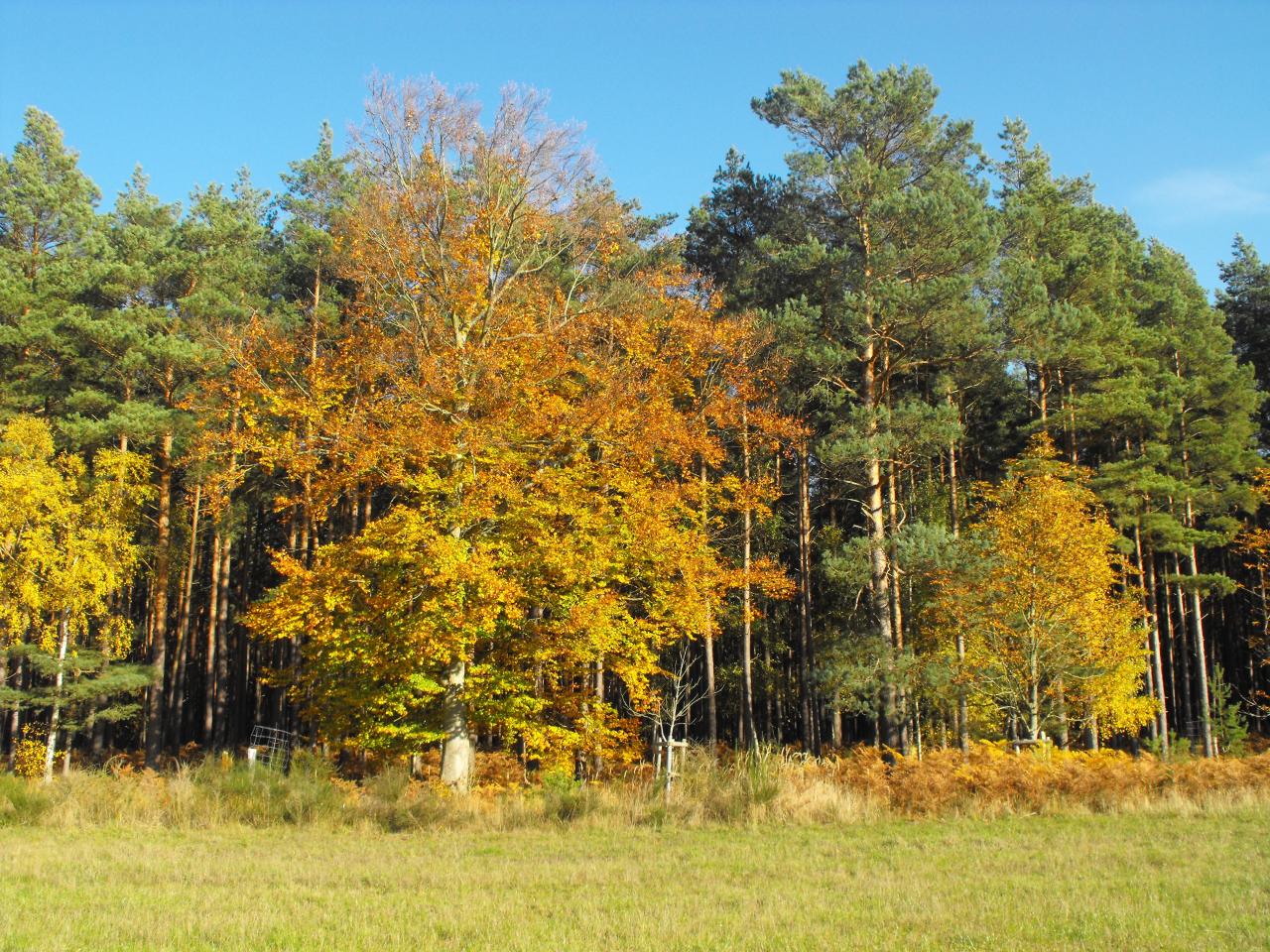 Küstenwald Küstenwald