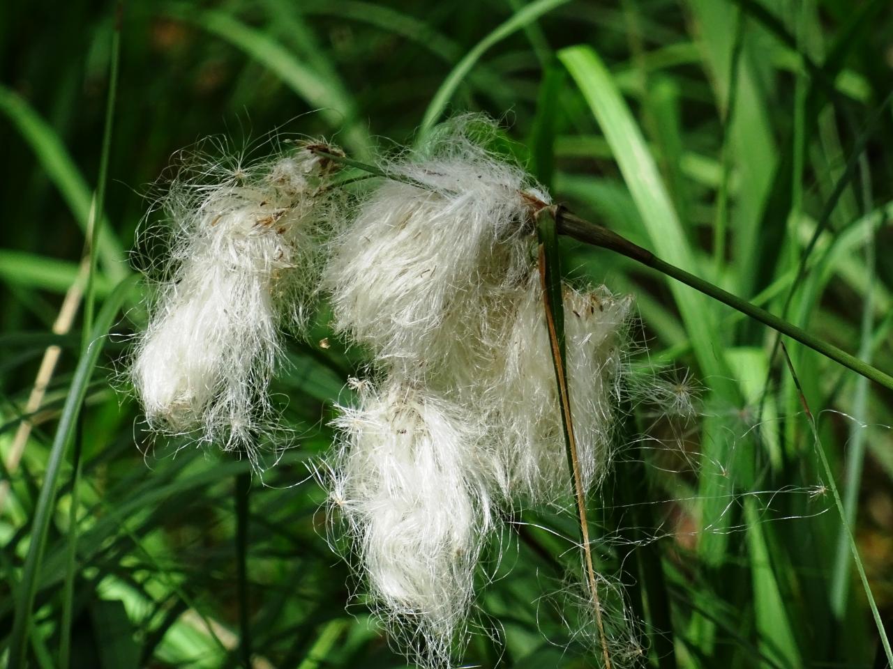 Wollgras © Infozentrum Wald und Moor Wollgras