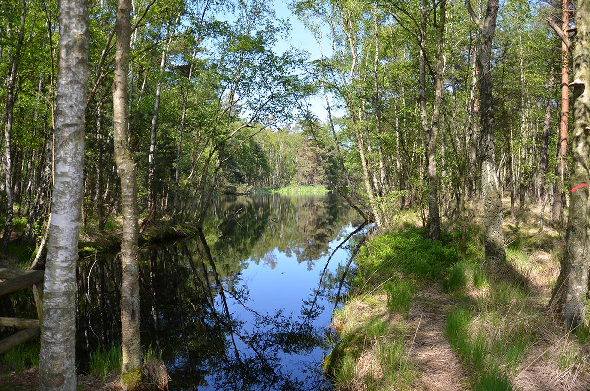 Moorteich © Infozentrum Wald und Moor Moorteich