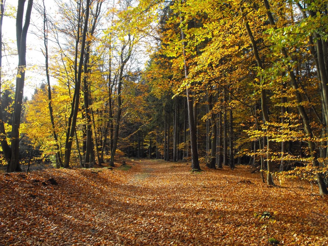 Herbst © Infozentrum Wald und Moor Herbst